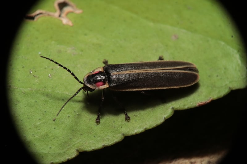 Fireflies in the forest